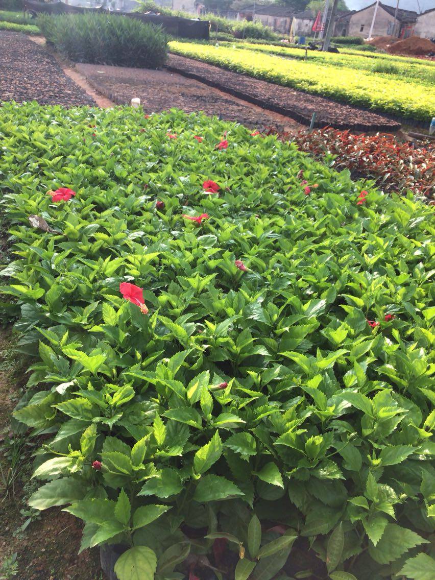 木槿牡丹芙蓉扶桑花四季开花大红花吊灯笼绿化苗木袋苗