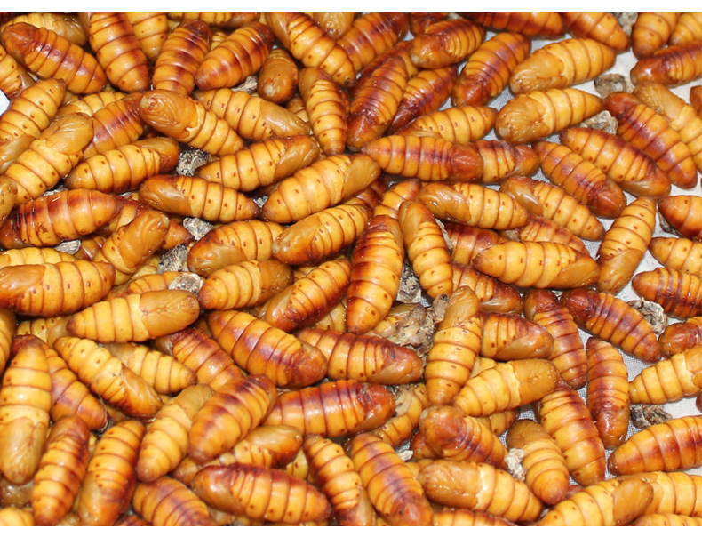 新鲜桑蚕蛹3斤 又叫黄金蛹金丝蛹小生蚕蛹鲜活秒冻锁鲜_米900-优惠券