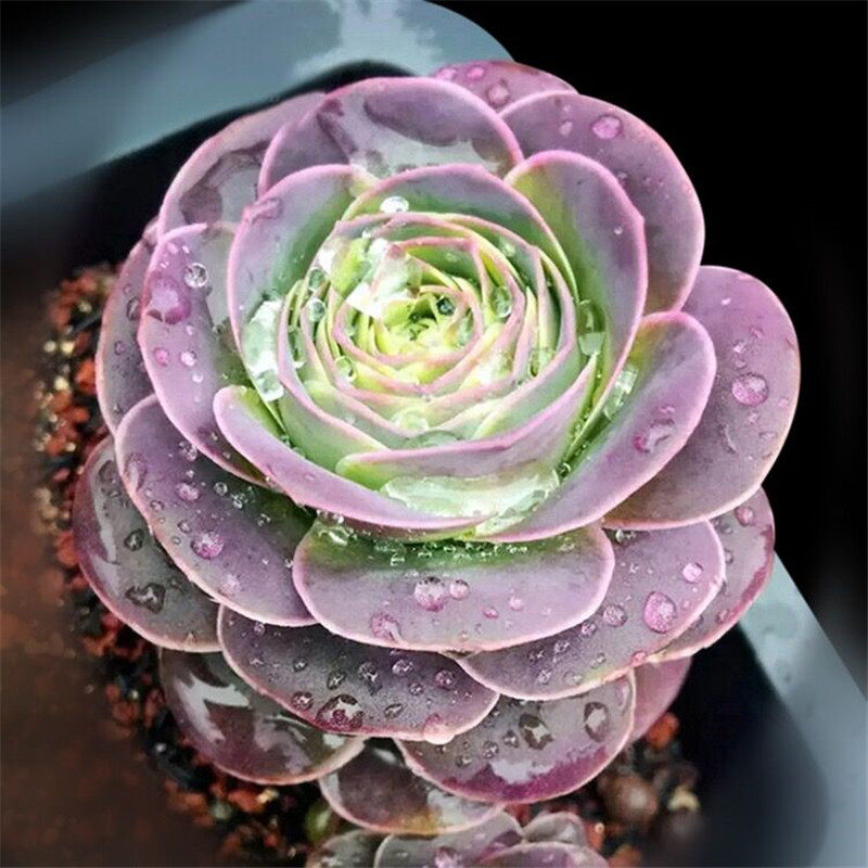 【耶罗】粉山地玫瑰 耶罗精选多肉植物花卉 防辐射多肉绿植盆栽