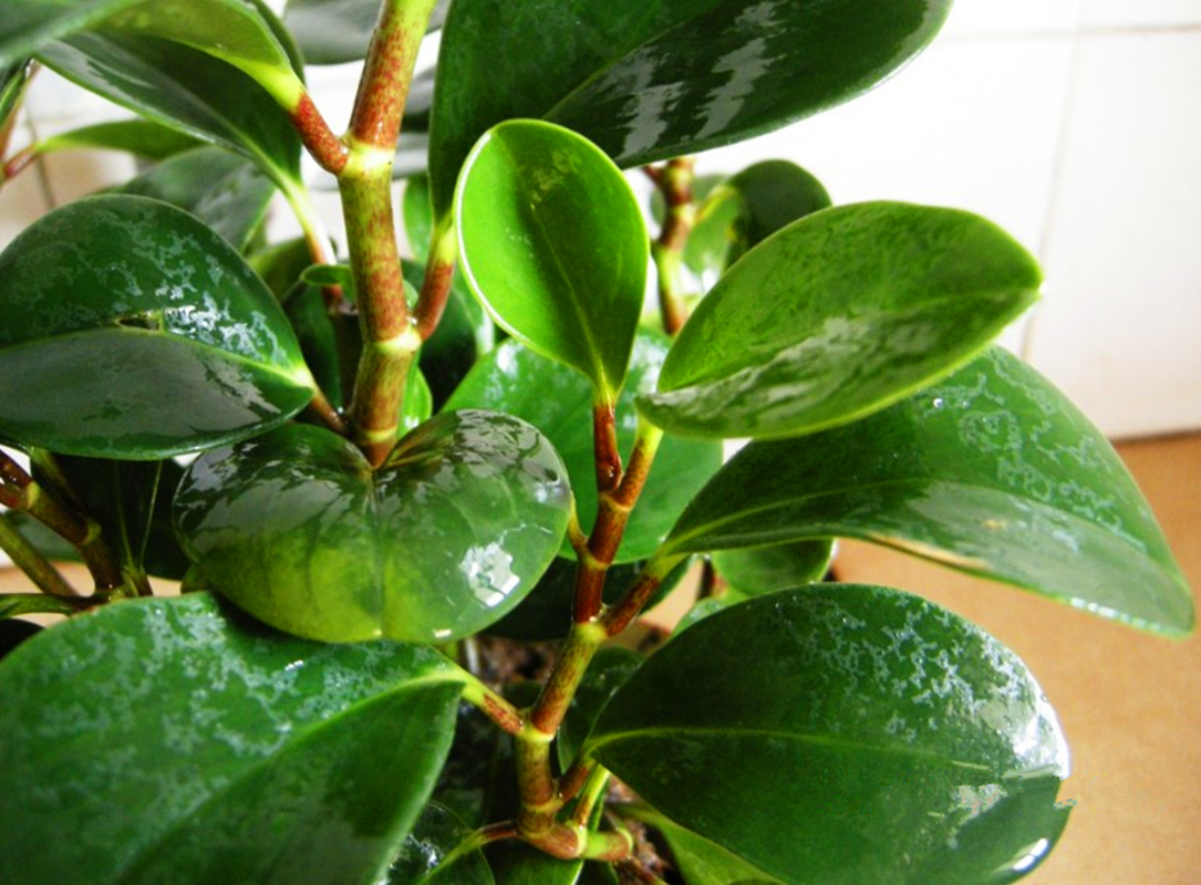 豆瓣绿,这样养,竟分蘖多,1盆变百盆!