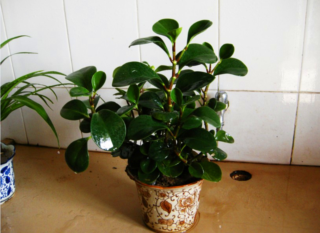 豆瓣绿,这样养,竟分蘖多,1盆变百盆!