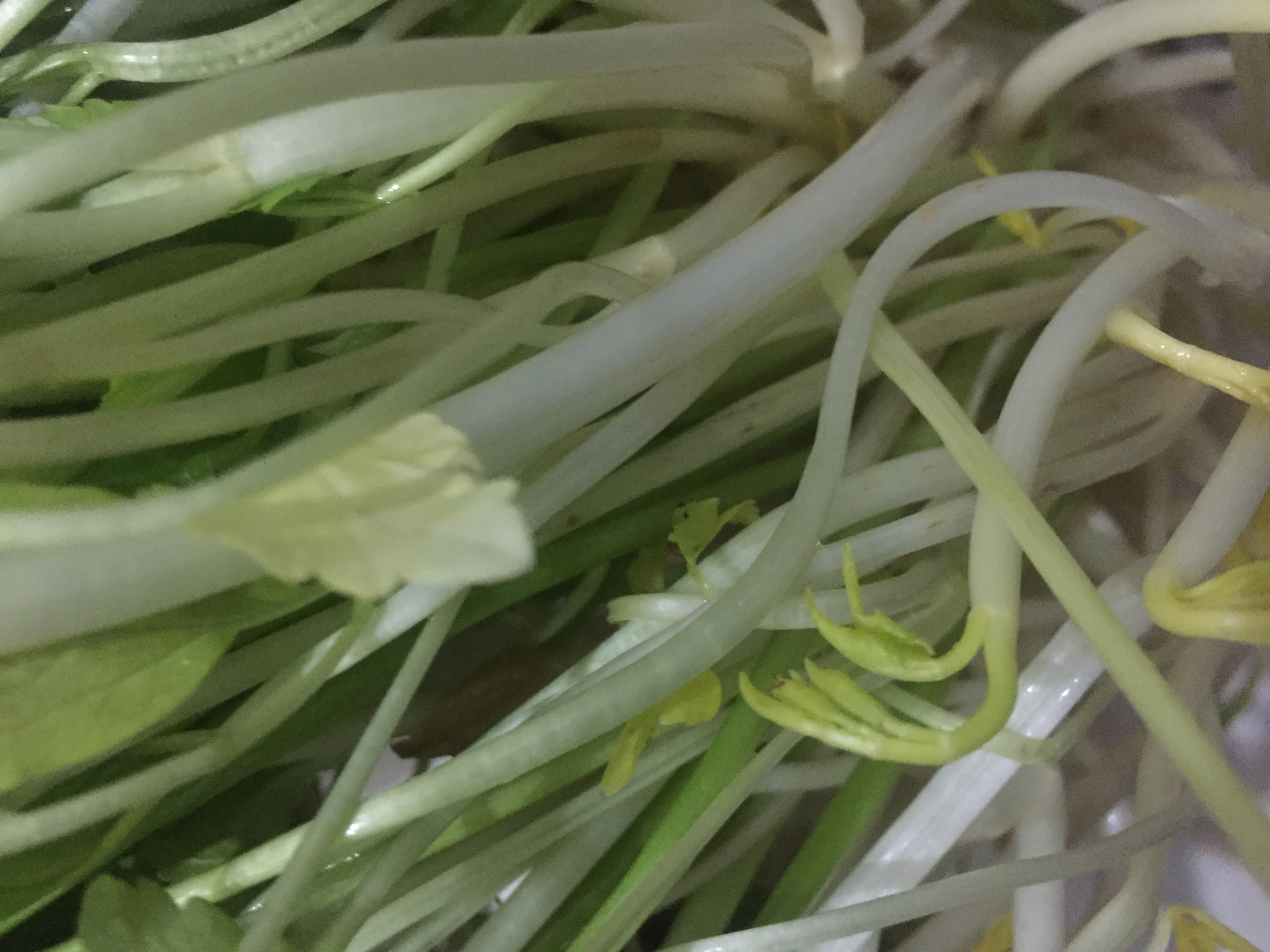 安庆特产芹菜芽绿色蔬菜水芹菜白芹菜芽1500克包邮农家自种