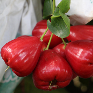 海南莲雾新鲜水果应当季孕妇水果整箱4斤热带雾莲果三亚特产包邮