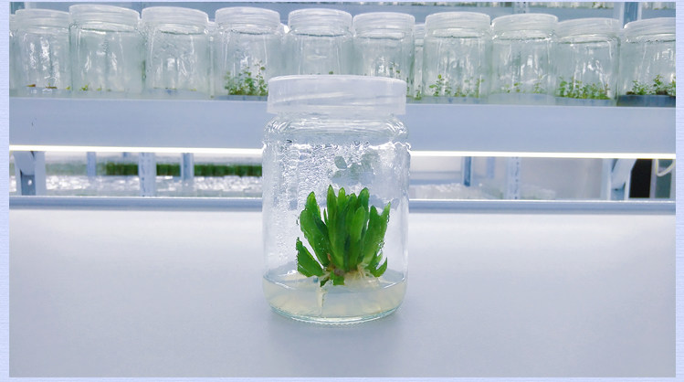多肉植物组培配方 多肉组培 组织培养