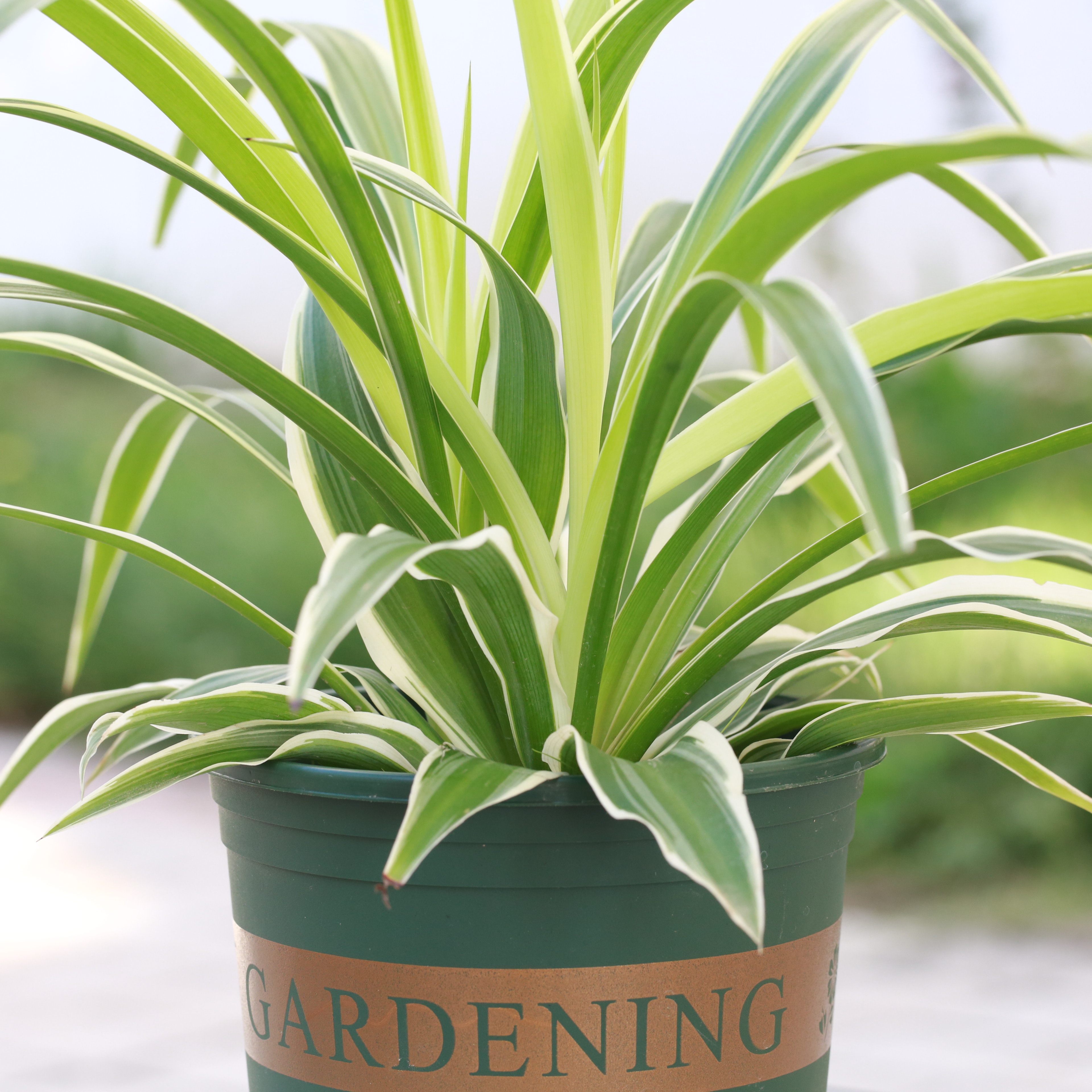 吊兰盆栽垂吊绿植金边吊兰新房办公室除甲醛室内绿植水培促销包邮