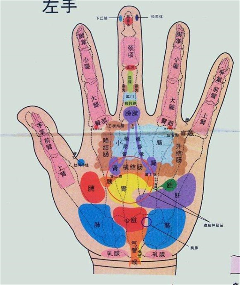 左手手部经络图图片