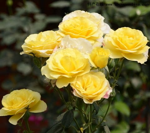 鲜茵新品欧月开花黄色爱玫花苗室内客厅灌木浓香多头多花玫瑰盆栽