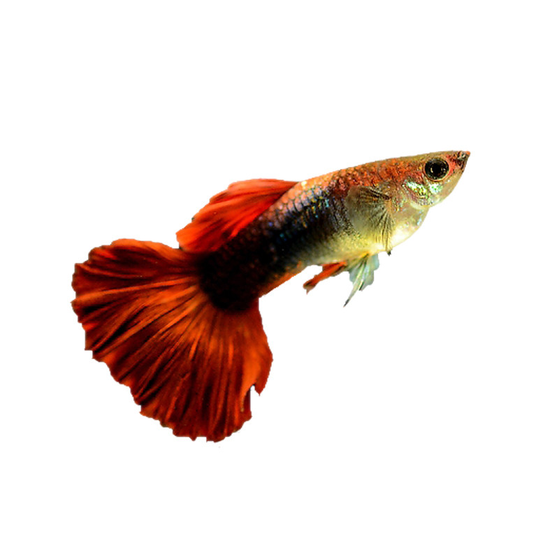 小型热带观赏鱼巴西红扇孔雀鱼活体纯种草缸鱼公母一对胎生繁殖组