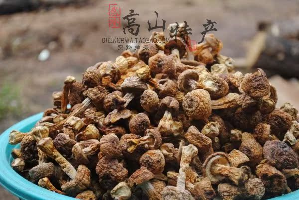 重庆武隆特产 武陵山\/野生菌\/姬松茸\/500g 巴西