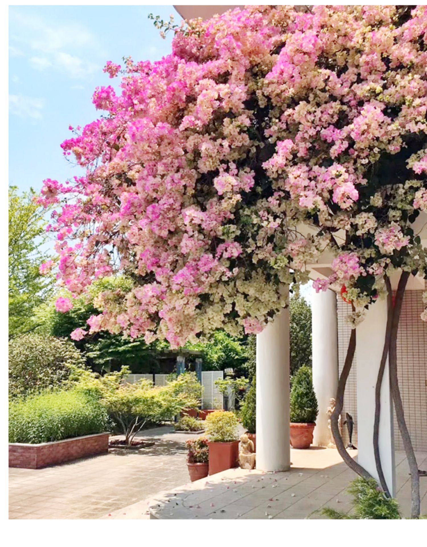 三角梅盆栽带花爬藤老桩植物庭院阳台室内观花卉盆景四季开花好养