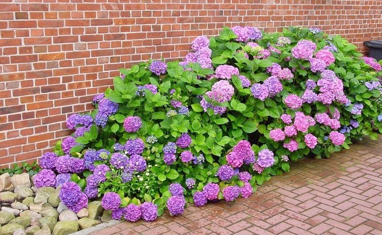 绣球花苗花卉盆栽绿植 庭院爬藤八仙绣球花苗 无尽夏四季开花不断