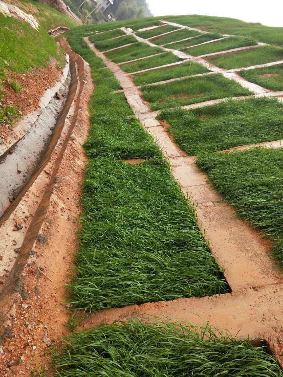 批发绿化护坡草子多年生黑麦草子北方绿化草坪草子四季常青绿化草