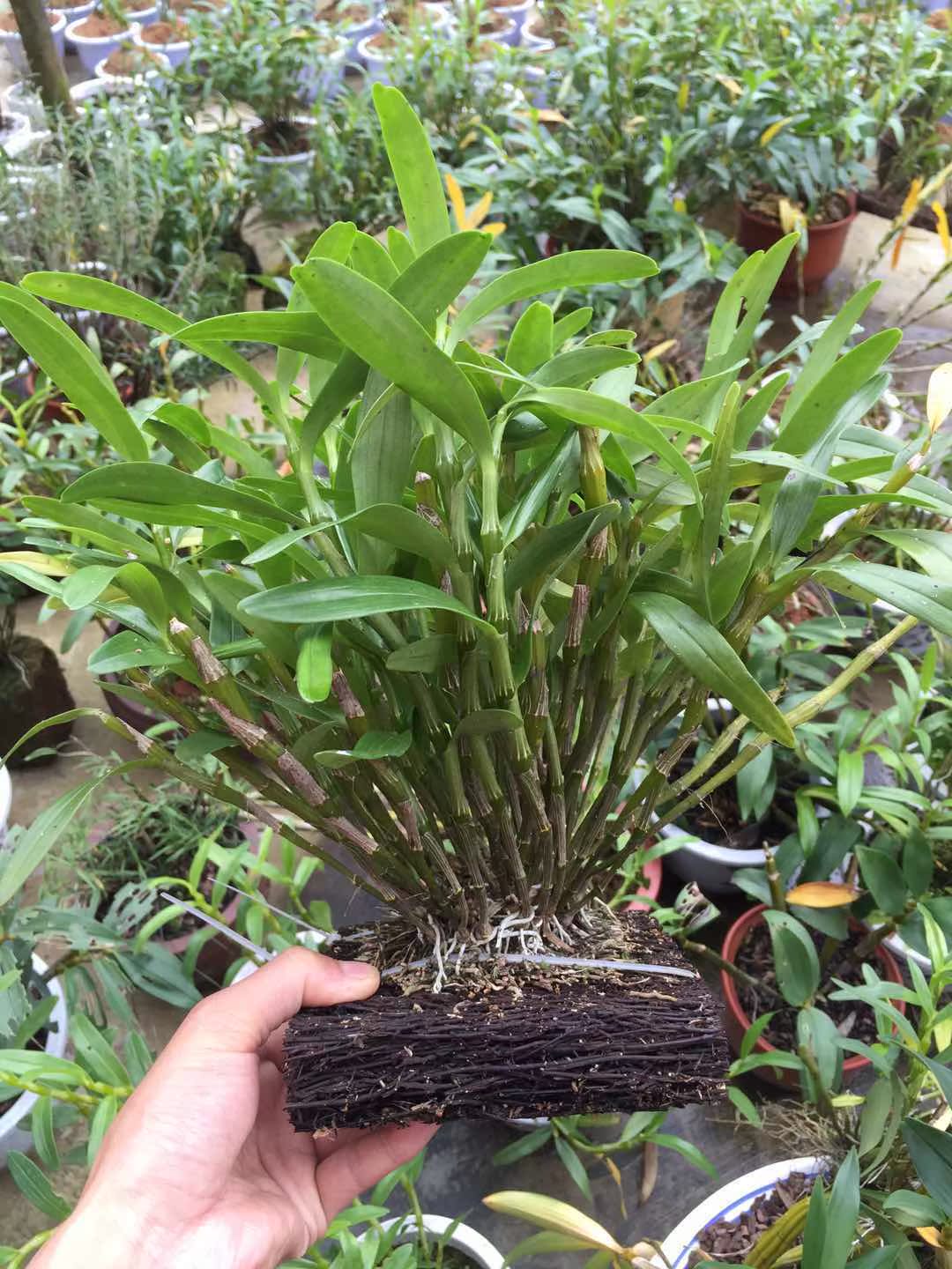 贵州赤水4年金钗石斛盆栽 兰花苗石斛苗观赏药比铁皮好 送基质_7折