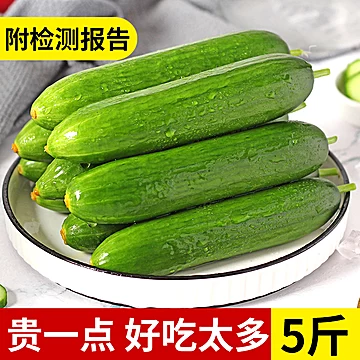 寿光蔬菜水果黄瓜生吃脆新鲜5斤[10元优惠券]-寻折猪