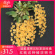 Fuxinggaozhao horticultural plants with roots Home Dendrobium Dendrobium seedlings potted flowers and plants hydroponic plants Fuxinggaozhao horticultural plants with roots Home Dendrobium Dendrobium seedlings potted flowers and plants hydroponic plants