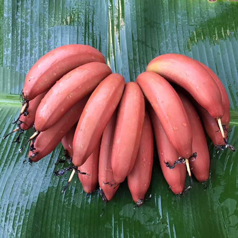 欢森新鲜美人红皮香蕉5斤