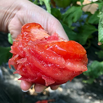 普罗旺斯新鲜当季沙瓤番茄2斤[5元优惠券]-寻折猪