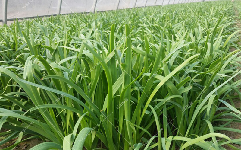 寿光独根红韭菜种子汉中巨丰雪韭791宽叶高产抗病紫根不休眠包邮_7折