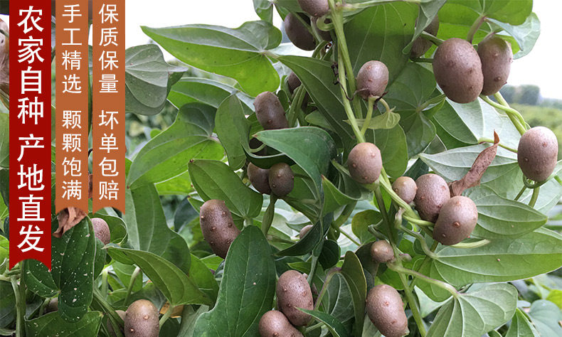 【5斤】新鲜大果淮山铁棍山药豆