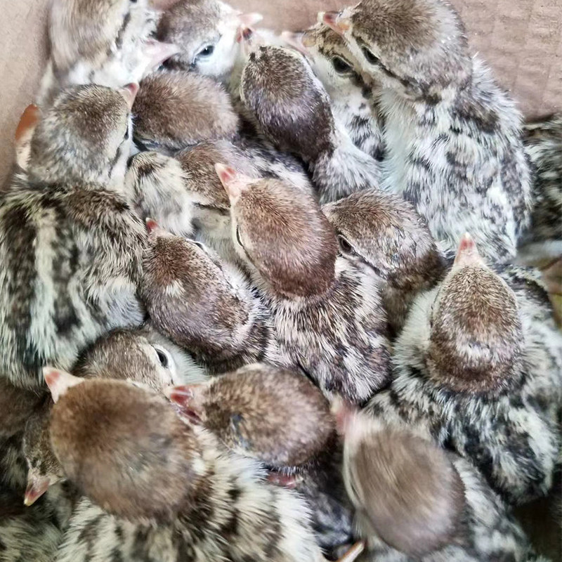 当天新鲜鹧鸪种蛋受精蛋石鸡种蛋飞龙蛋受精蛋可孵化