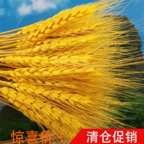 Golden ear of wheat cold dish plate Cold dish decoration rim plate decoration embellishment edible flowers creative modeling small ornaments