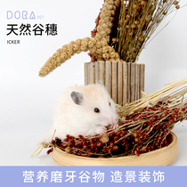 Hamster molars yellow grain spikes sorghum oat decoration landscaping toys supplies golden bear nutrition snacks parrot grain