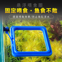 Parrot fish turtle fish tank fish food floating feeding ring suspended fish pitchers Feeding Circle Brocade Carp Big Aquarium Floating