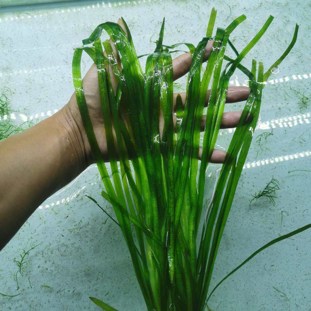 大水兰水草 活体 自养水下叶 阴性后景草 株高随水深可达一米以上