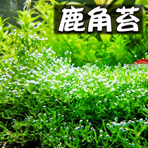 Oxygenated true water grass bubbling King antler moss moss foreground grass grass novice easy to raise fresh water