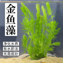 Golden Fish Algae Water Grass Fresh Water Duckweed Centipede Grass Green Chrysanthemum Pond Oxygen Purifying Water Aquarium Fish Tank Good to Live