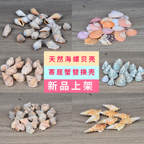 Fish tank landscape decoration Natural conch shell roll shellfish Hermit crab set starfish props table shooting ornaments