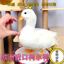 Net Red Cole Duck Fertilized Egg Pet Duck Reachable Duck Live Duck Egg CallDuck Corduck Cub Pure Breed