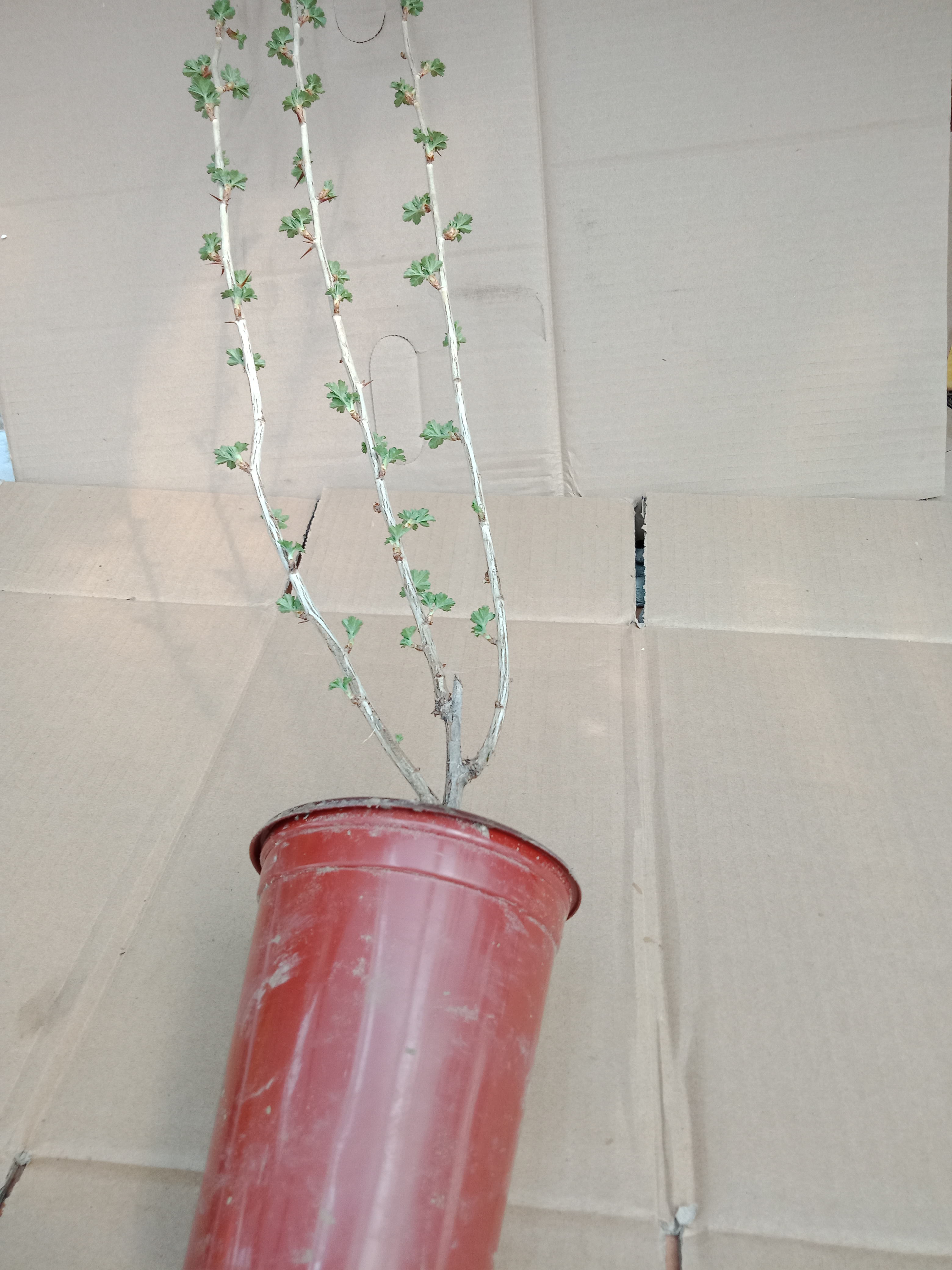 美家园艺 灯笼果 彩虹果盆栽苗 果色多彩观食皆宜易种多年生