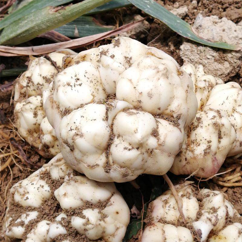 食用百合种子新鲜百合苗 特级无硫 百合 药百合花种球卷丹百合种