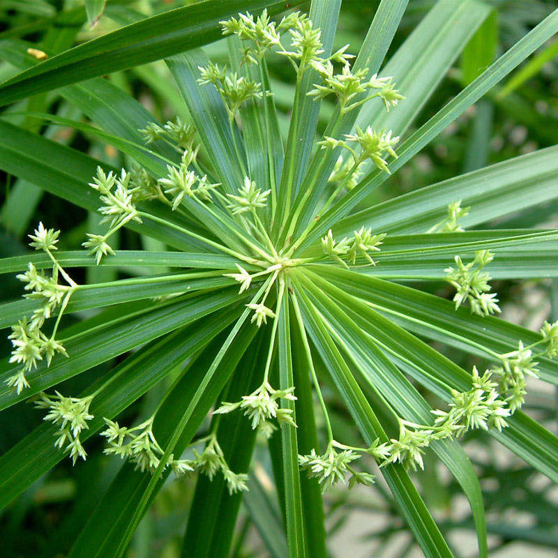水生水培植物龟水竹盆栽水棕竹鱼缸水池塘旱伞草风车草苗鱼塘美化