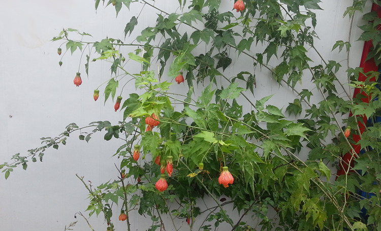 灯笼花风铃扶桑花纹瓣悬铃花金铃花盆栽苗风玲花植物倒挂金钟花卉