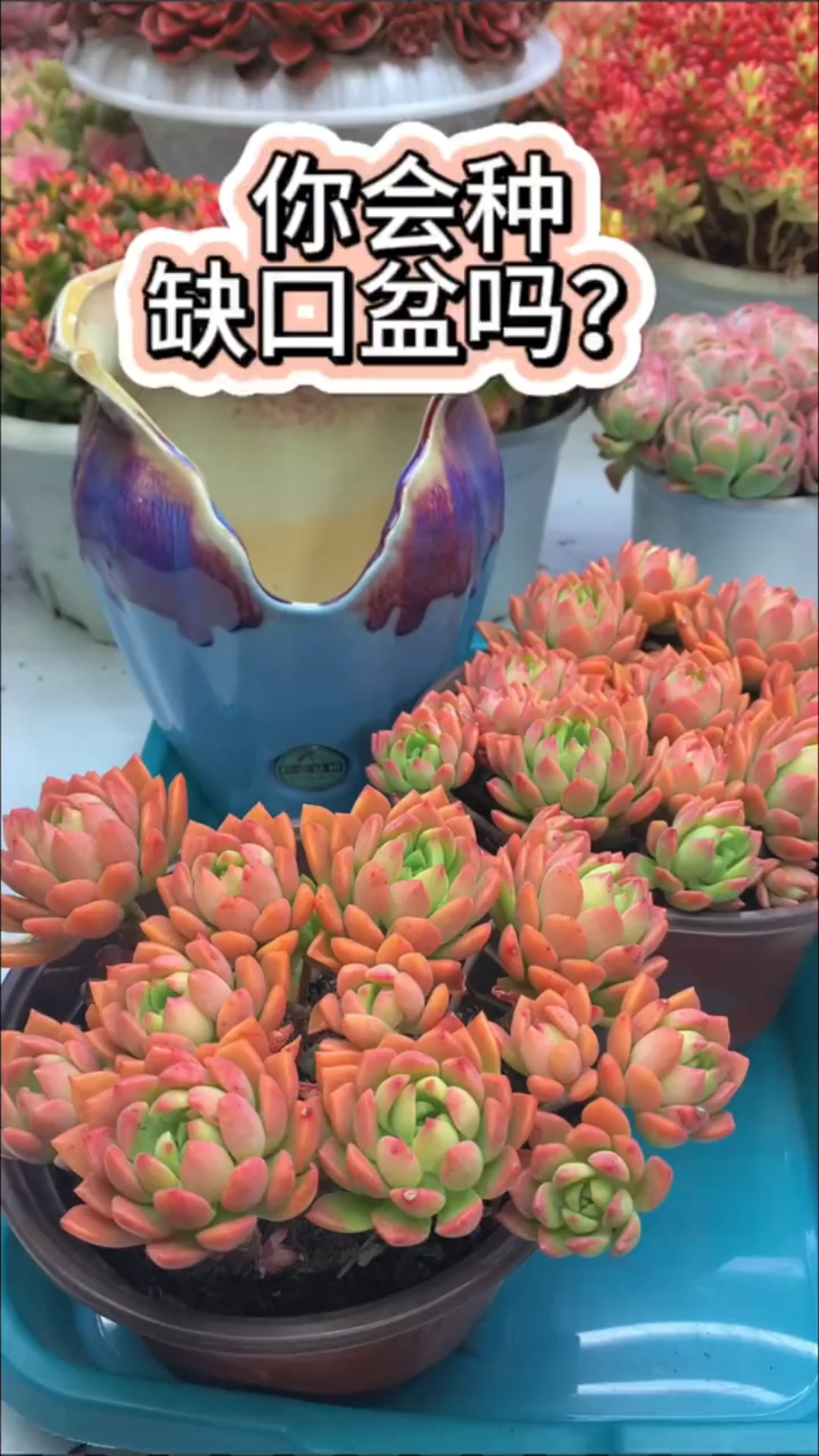 多肉缺口盆怎么种