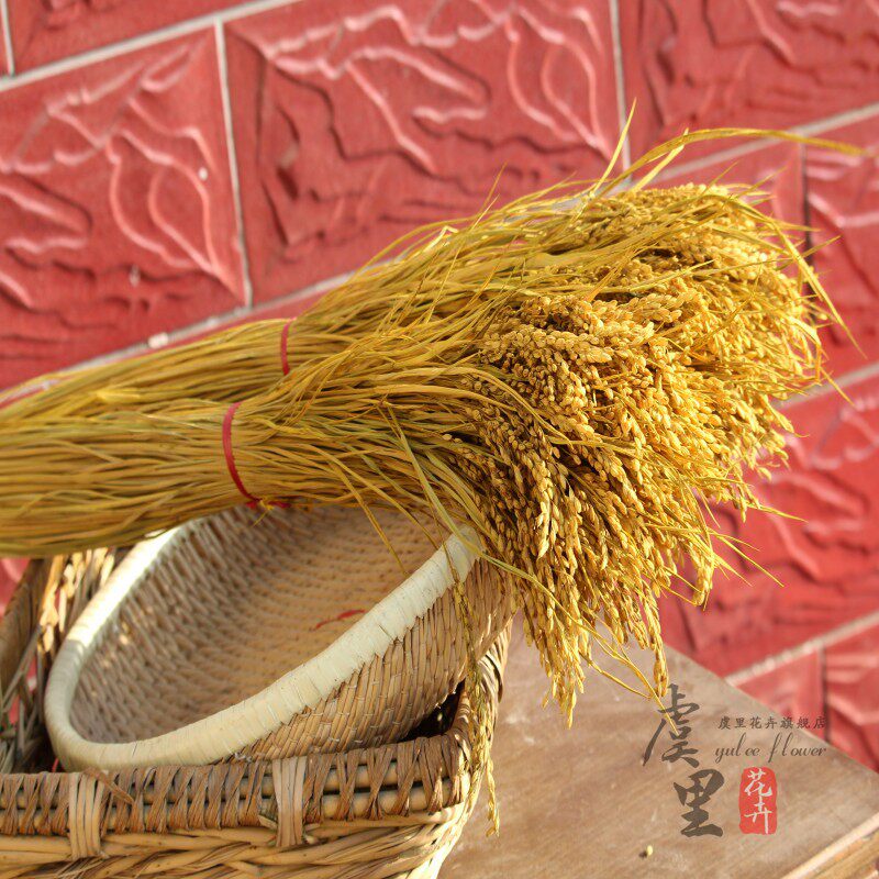天然麦穗稻穗干花水稻丰收稻谷稻子装饰会展布置拍摄道具田园植物