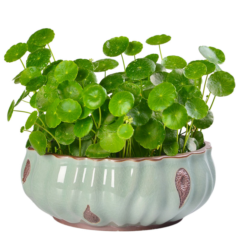 Creative elder brother up on refers to flower pot ceramic retro nonporous large hydroponic the plants potted copper grass flower pot