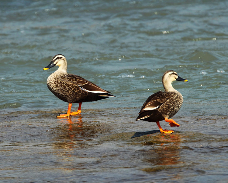 生态散养斑嘴鸭活体野鸭野鸡土鸭野鸡老母鸡土鸡散养野鸭农村土鸭