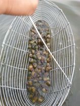 Catch snails catch snails catch screws catch snails drag mussels clams catch cockles basket tools snail nets fishing new