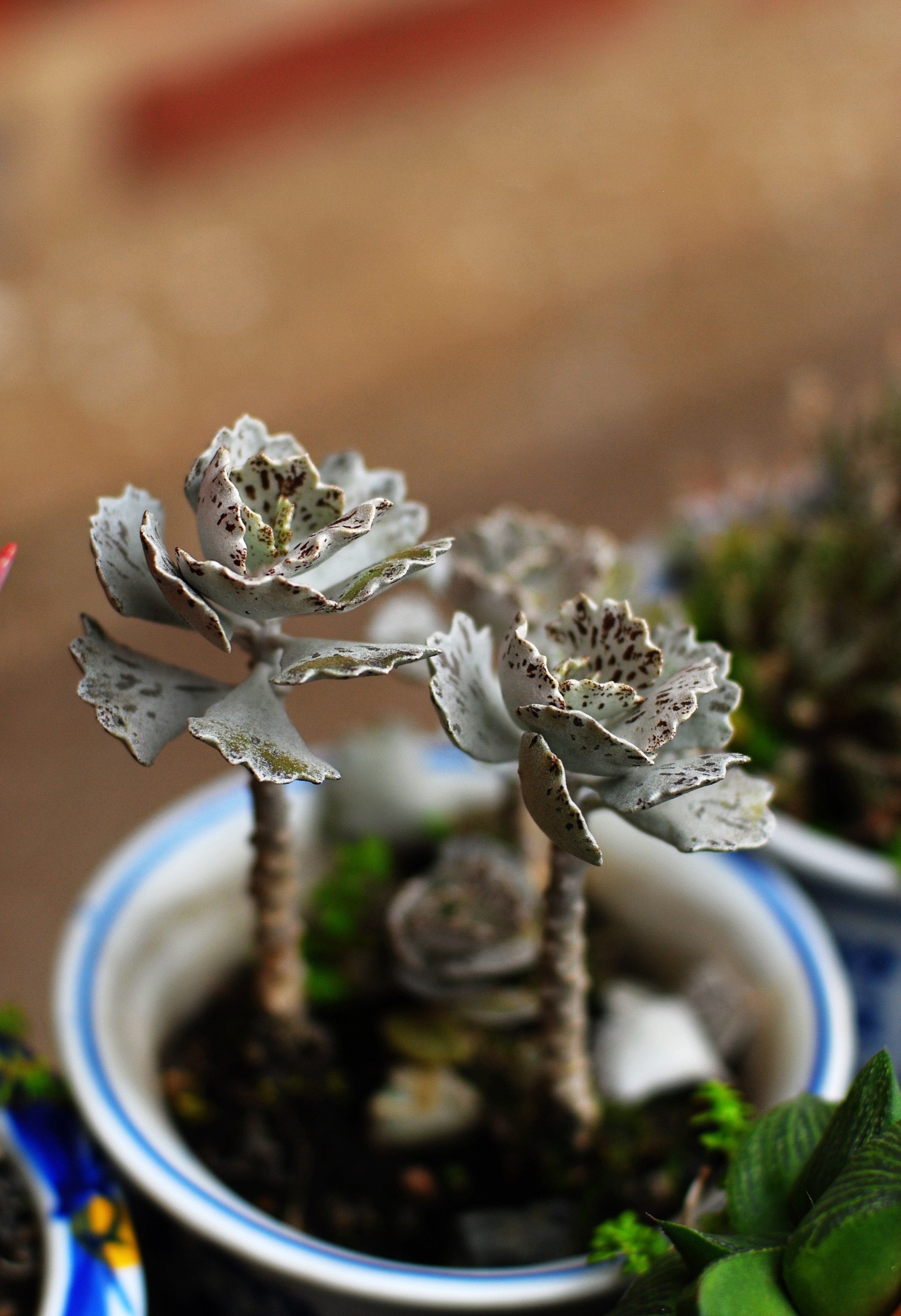 【又到多肉季】你喜欢雀扇么?