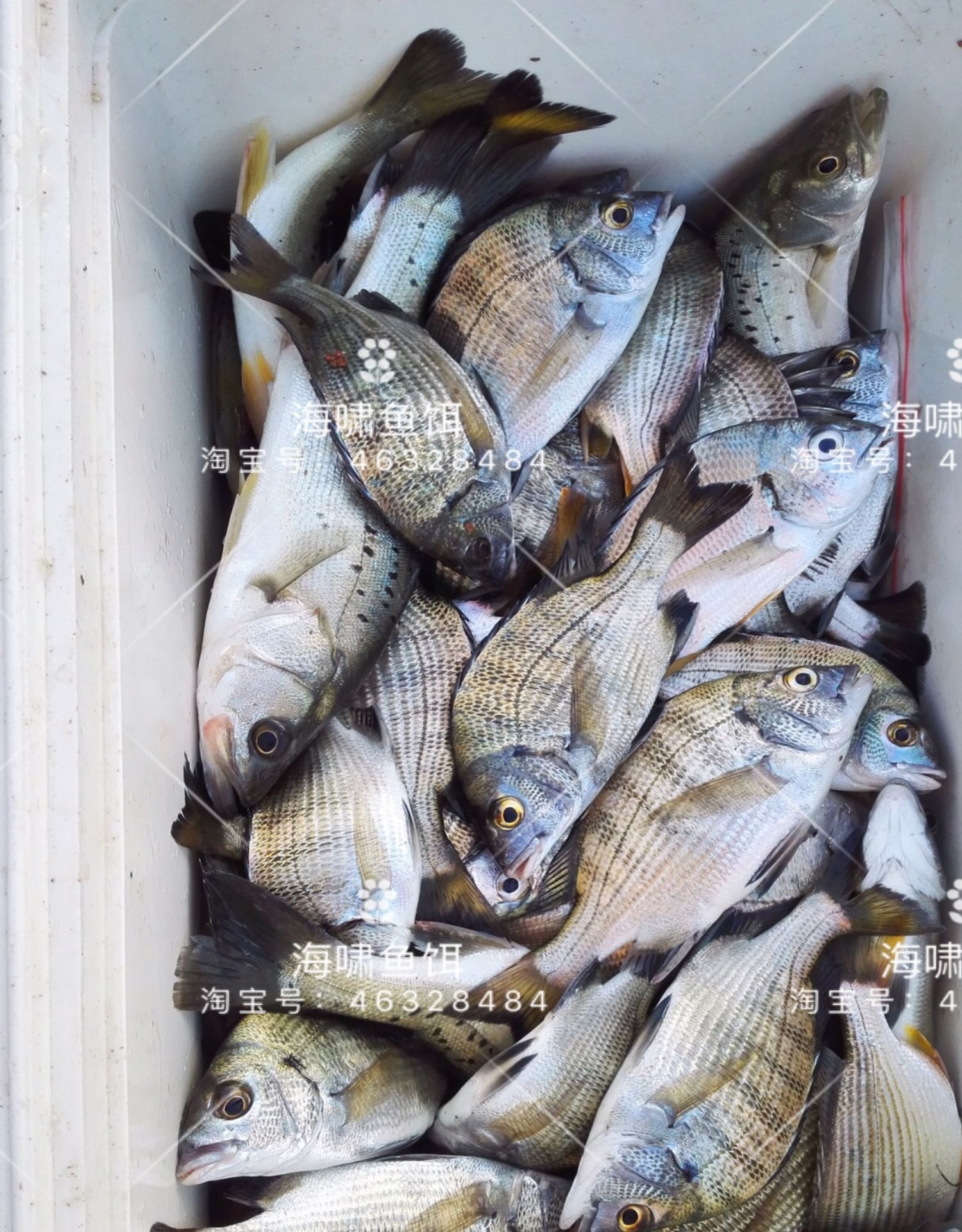 血腥素海钓小药乌头鱼饵料诱鱼剂鱼腥素黑鲷伴侣梭鱼小药海钓鱼饵
