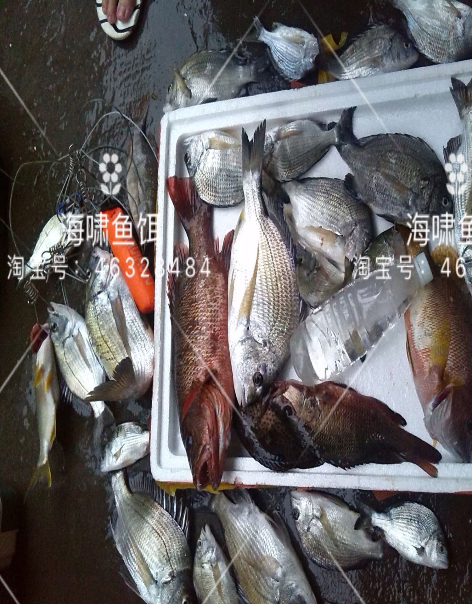 血腥素海钓小药乌头鱼饵料诱鱼剂鱼腥素黑鲷伴侣梭鱼小药海钓鱼饵