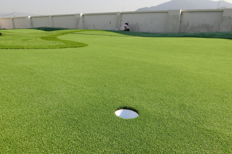 果岭草草籽 高尔夫球场别墅绿化高档种子 耐寒耐旱耐践踏四季常青