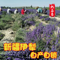 Xinjiang Yili 65 group smoked lavender dried flower spice can extract essential oil pure dew pure plant