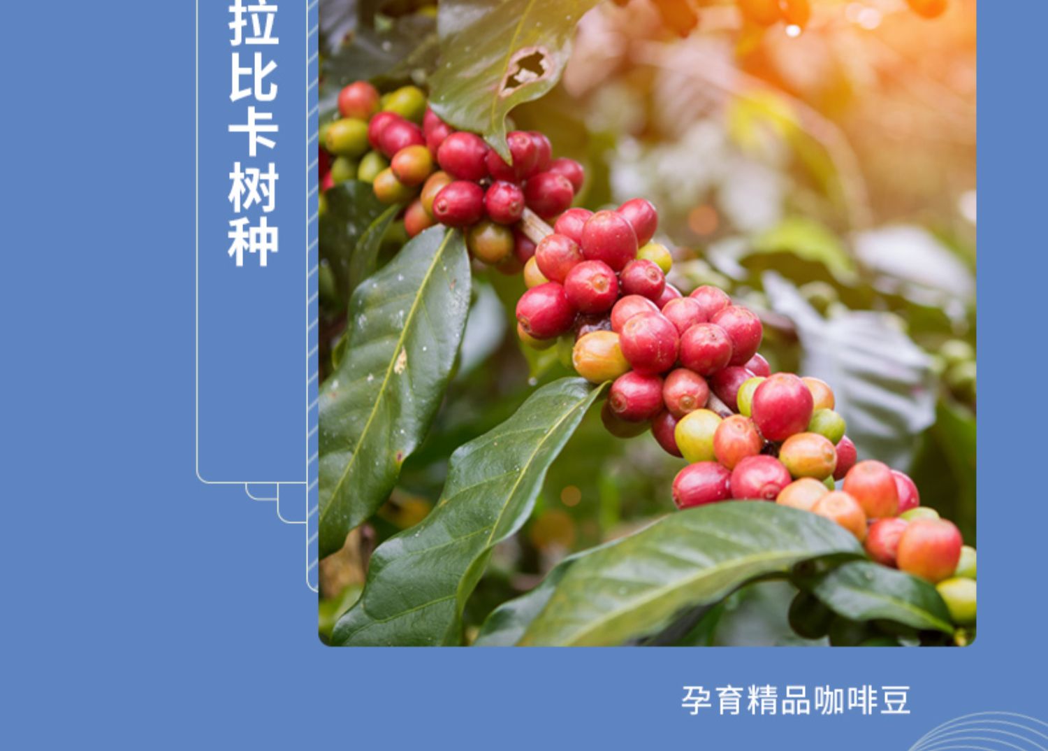 NeverCoffee即饮美式黑咖拿铁