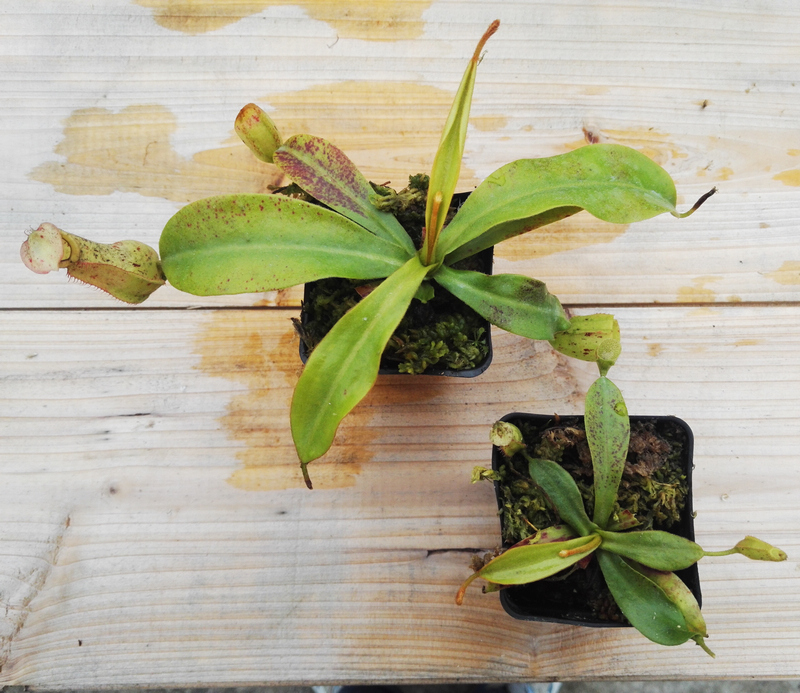 食虫植物-黛瑞安娜猪笼草(n.dyeriana)笼子巨大值得拥有 包邮