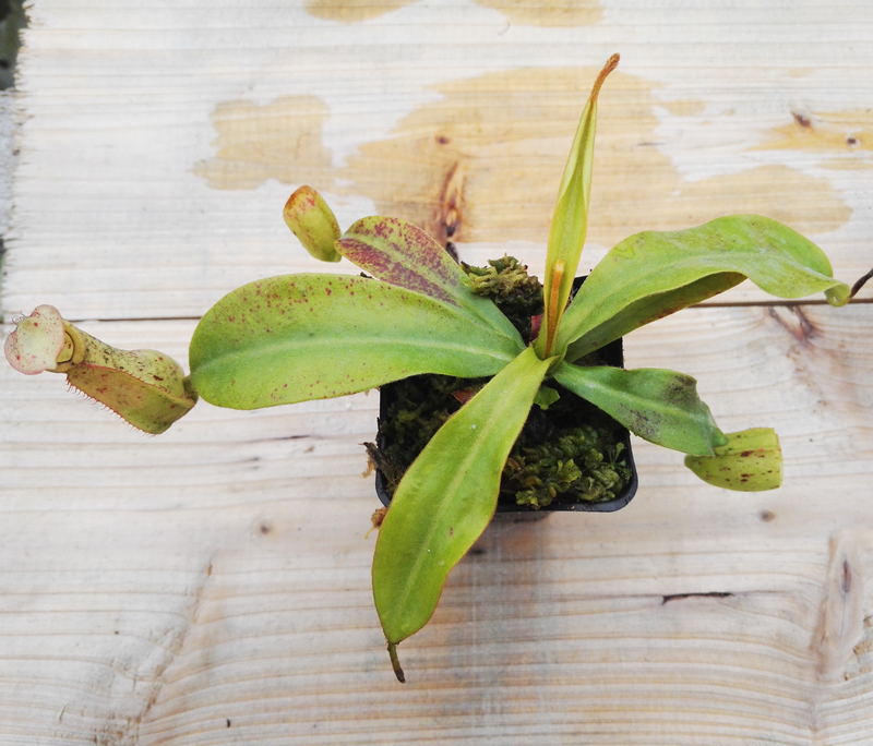 食虫植物-黛瑞安娜猪笼草(n.dyeriana)笼子巨大值得拥有 包邮