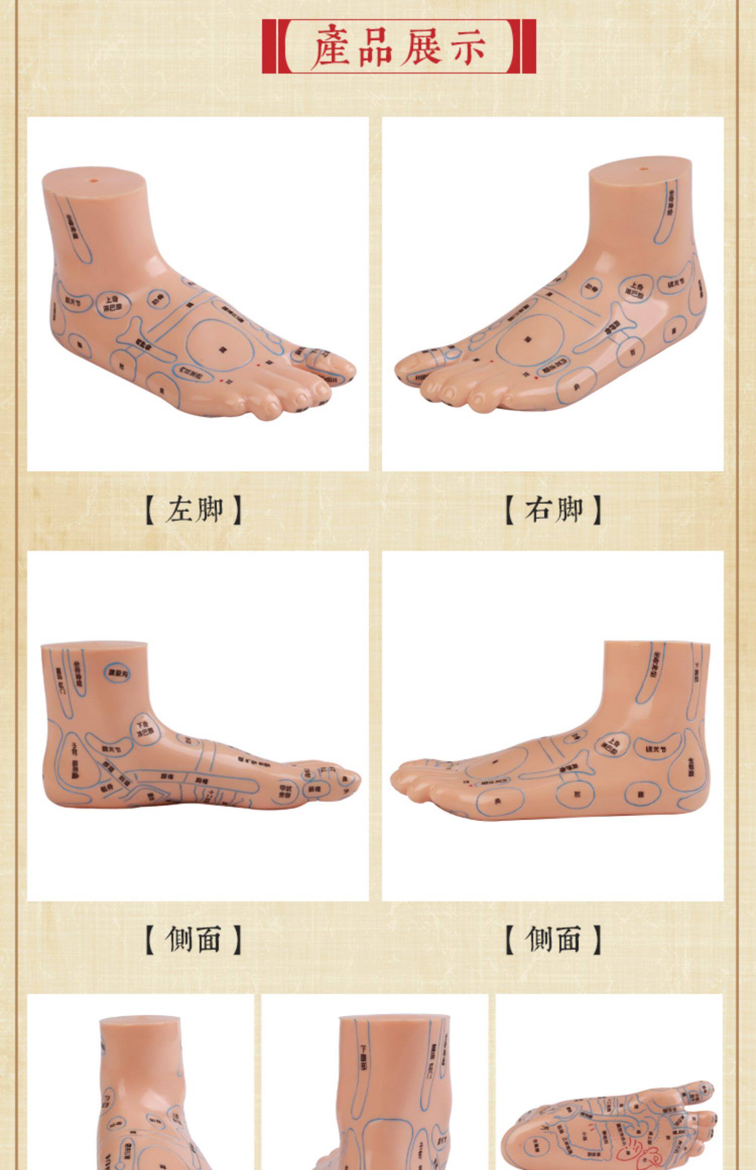 脚穴位经络模型洗脚洗浴足按摩推拿针灸脚底模型养生脚穴位模型